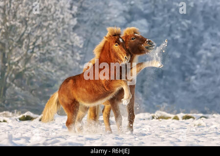 Due cavalli islandesi, un puledro e sua mamma la riproduzione di lotta con le palle di neve in un paesaggio innevato, Germania Foto Stock