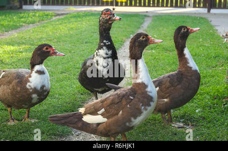 Famiglia di anatre in trepidante attesa per il cibo in cortile Foto Stock