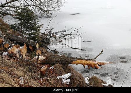 Alberi abbattuti dai castori su un lago ghiacciato in inverno Foto Stock