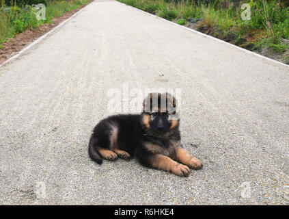 Giovane cane giace sul marciapiede, vecchio pastore tedesco. Foto Stock