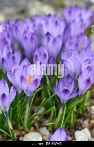 Crocus tomasinianus, Iridaceae - Viola di crochi in miniatura in primavera Foto Stock