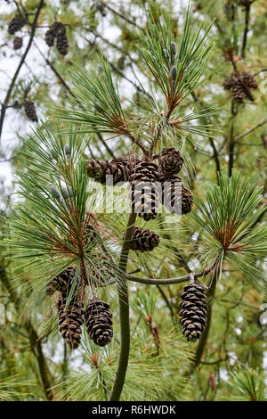 Pino himalayano, Pinus wallichiana - mature aprire pigne, marrone e asciutto Foto Stock