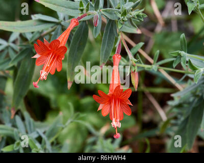 Californian fuchsia - Zauschneria californica (Onagraceae) - Una delicata arancio-rosso dei fiori closeup Foto Stock