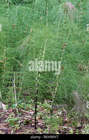 Equiseto - Equisetum telmateia (Equisetaceae) - giovani piante close up Foto Stock