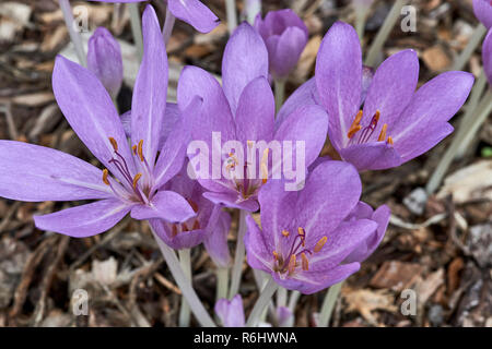 Prato di zafferano, autunno crocus - Colchicum byzantinum (colchicaceae) - cluster di malva di fiori che crescono in ombra Foto Stock