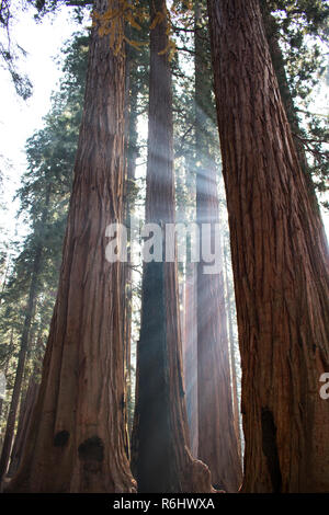 Fasci di luce solare attraverso tronchi di torreggianti Sequoia gigante alberi di sequoia in California della Sierra Nevada. Foto Stock