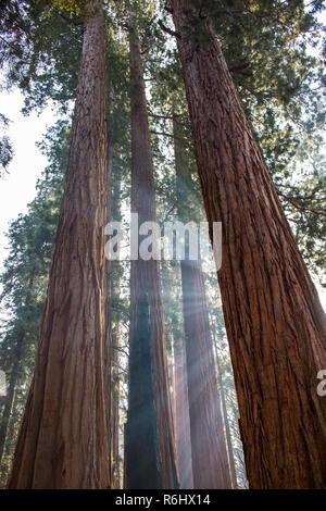 Fasci di luce solare attraverso tronchi di torreggianti Sequoia gigante alberi di sequoia in California della Sierra Nevada. Foto Stock