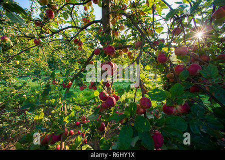 Coder mele nel Somerset, Regno Unito Foto Stock