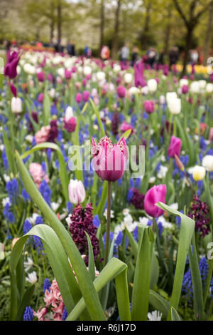 Tulipani colorati e giacinto blu che fiorisce in un giardino Foto Stock