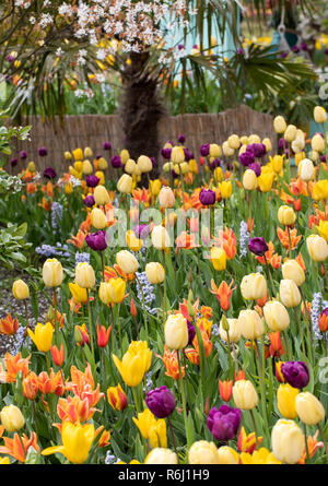 Tulipani colorati e giacinto che fiorisce in un giardino Foto Stock