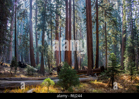 Bosco e prato di Sequoia gigante Redwood alberi in autunno la luce del sole della California della Sierra Nevada. Foto Stock