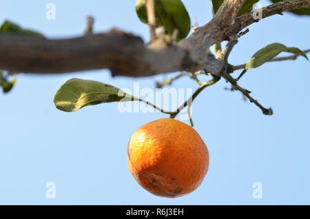 Arancio mandarino sulla struttura ad albero Foto Stock