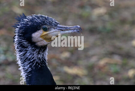 Studio di testa cormorano phalacrocorax carbo Foto Stock