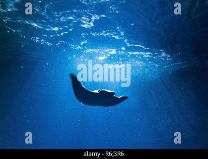 Enorme majestic Oceanic Manta Ray in acqua blu. Foto astratte. Foto Stock
