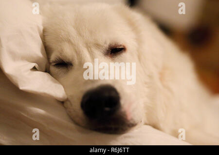 Primo piano del mio 8 mese fa grande Pirenei mix di dormire sul letto Foto Stock