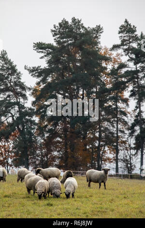 Gregge di pecore al pascolo in prato. Pecora che pascola sul campo nel giorno d'estate. Allevamento di pecore sul prato in estate. Foto Stock