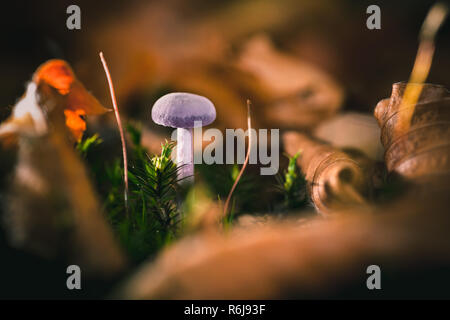 Amethyst Deceiver fungo (Laccaria amethystea), un fungo commestibile che cresce soprattutto in faggio figliata di foglia. Foto Stock