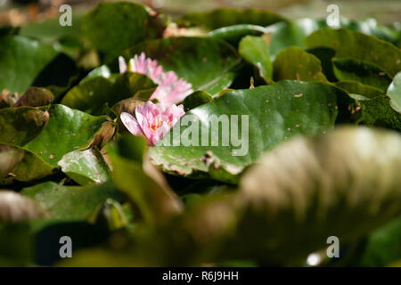 Colorate di fresco floating water lilies in viola / colori rosa. Splendidamente la fioritura di piante in acqua con luce solare atmosferica. Foto Stock