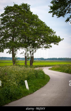 Vecchi alberi di quercia lungo il lato della strada nel caso in cui un paese strada curva intorno in modo girevole. Landscapse atmosferica scena che indica riflettere Foto Stock