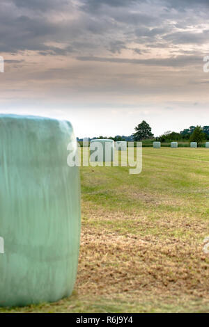 Round plastificato balle di fieno in un nuovo pascolo falciata nel paesaggio olandese. Foto agricoli degli agricoltori le attività in un ambiente rurale Foto Stock