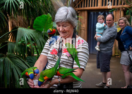 Visitatori alimentando il tame rainbow parrocchetti / Swainson la Lorikeet (Trichoglossus moluccanus) a mano in Zoo Planckendael, Belgio Foto Stock