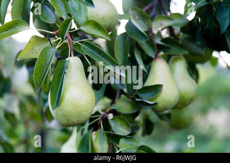 La maturazione delle pere (specie del genere Pyrus nella famiglia delle Rosacee, il cuscinetto di pomacee frutta) Foto Stock