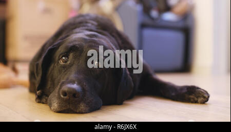 Nero Labrador Retriever a casa Foto Stock