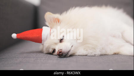 Bella Pomerania cane sdraiato sul divano con Santa Claus hat Foto Stock