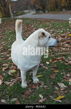 Gentile cane bianco in piedi su erba e paesaggio autunnale in background Foto Stock