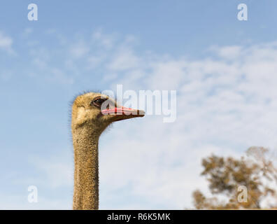 Ritratto di struzzo Foto Stock