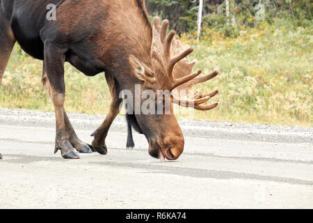 Alci maschio sulla strada a Kananaskis Country, Canada<< Foto Stock