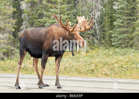Alci maschio sulla strada a Kananaskis Country, Canada Foto Stock