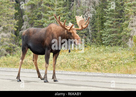 Alci maschio sulla strada a Kananaskis Country, Canada Foto Stock
