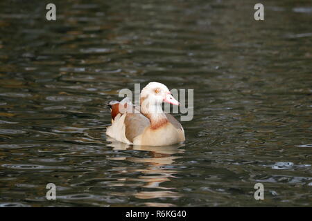 Un oca egiziana fino vicino Foto Stock