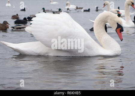 Swan, anatra, gabbiani e calvo-folaghe. Cigni, anatre e gabbiani nel porto marittimo di acque su un nuvoloso giorno di inverno Foto Stock