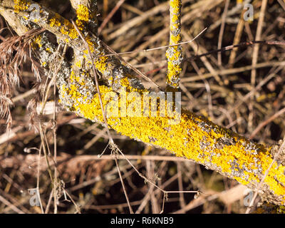 Close up di lichene giallo rot moss sul ramo di albero ramoscello Foto Stock