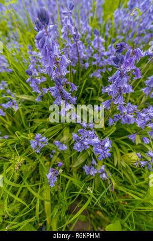 Un intrico di Bluebells nativa in un piccolo bosco ceduo boscose nel sud dell Inghilterra. Foto Stock