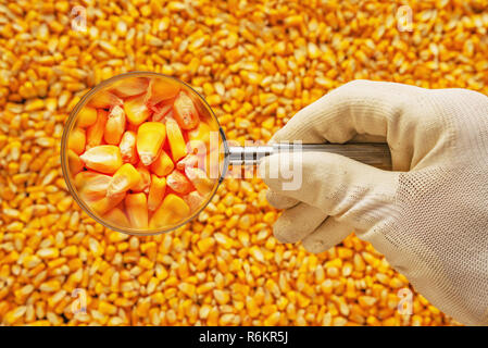 Scienziato di esaminare la qualità del raccolto di sementi di mais di kernel, stretta di mano che tiene la lente di ingrandimento Foto Stock