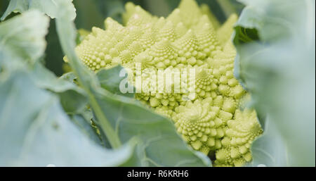 Verde Broccolo romanesco Foto Stock