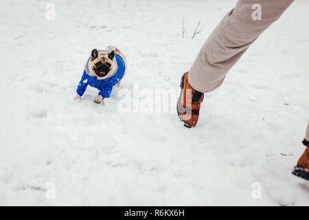 Pug dog nel cappotto invernale giocando con il suo maestro. Puppy in esecuzione sulla neve Foto Stock