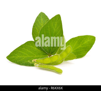 Verde baccelli di soia con foglie. Isolato su bianco backgraund. Foto Stock