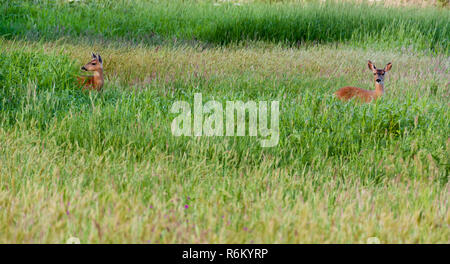 2 american cervi in un alto campo erboso Foto Stock