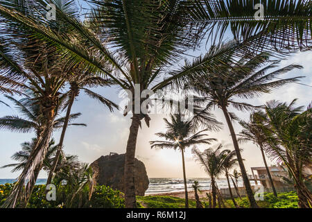 "Roccia", situato lungo la costa di Betsabea sul robusto east coast di Barbados, visto attraverso gli alberi di palma. Foto Stock