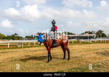 Esercitare una corsa di cavalli al Garrison Savannah, storico horse racing venue con un ovale erba via & tradizionale cibo delle Barbados per la vendita. Foto Stock