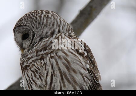 Il gufo nella foresta / Chouette rieuse en foret Foto Stock