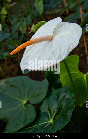 Bella bianco anthurium, Bianco fiore Laceleaf Foto Stock