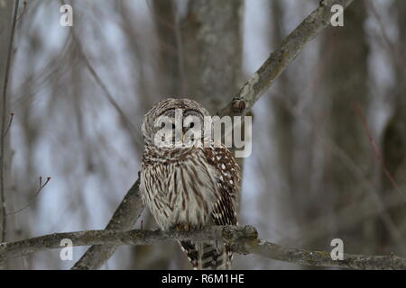 Il gufo nella foresta / Chouette rieuse en foret Foto Stock