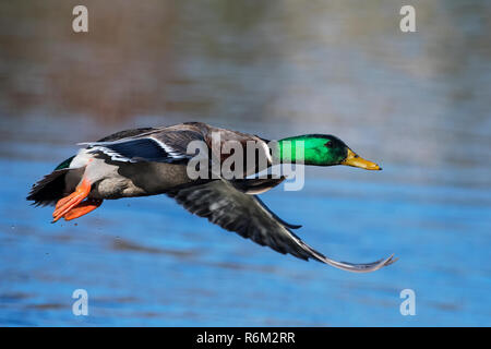 Drake germano reale in volo su stagno Foto Stock