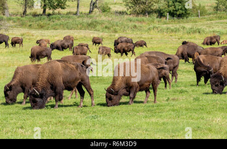 I bisonti americani (Bison bison) semplicemente buffalo Foto Stock