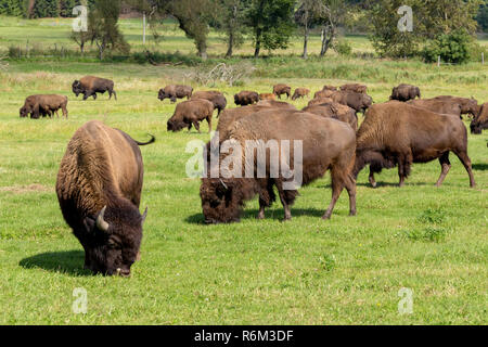 I bisonti americani (Bison bison) semplicemente buffalo Foto Stock